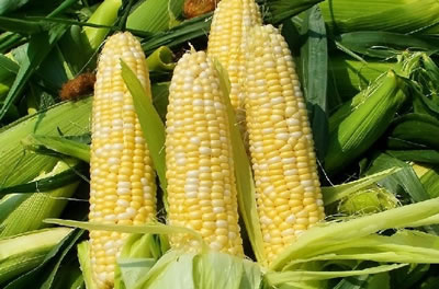 富硒玉米种植技术用硒无忧富硒肥