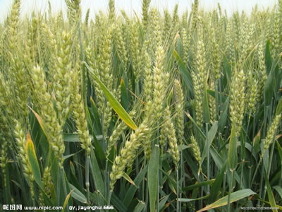 富硒小麦种植技术