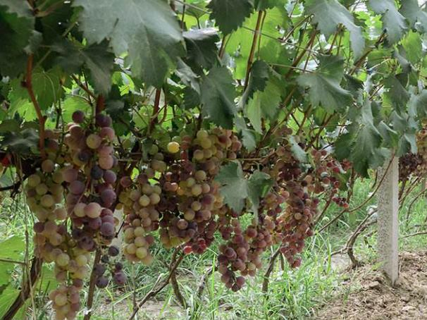 安徽硒无忧现代农业科技有限公司推广富硒葡萄种植技术
