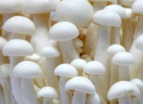 富硒蘑菇（食用菌）种植技术