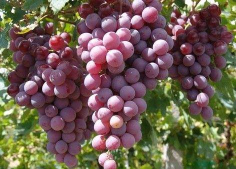 富硒葡萄种植技术
