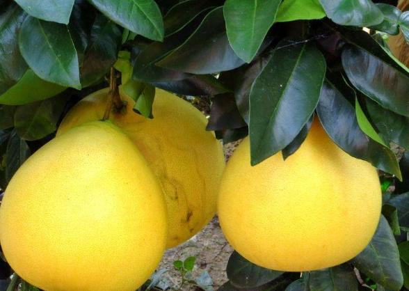 富硒柚子的营养价值