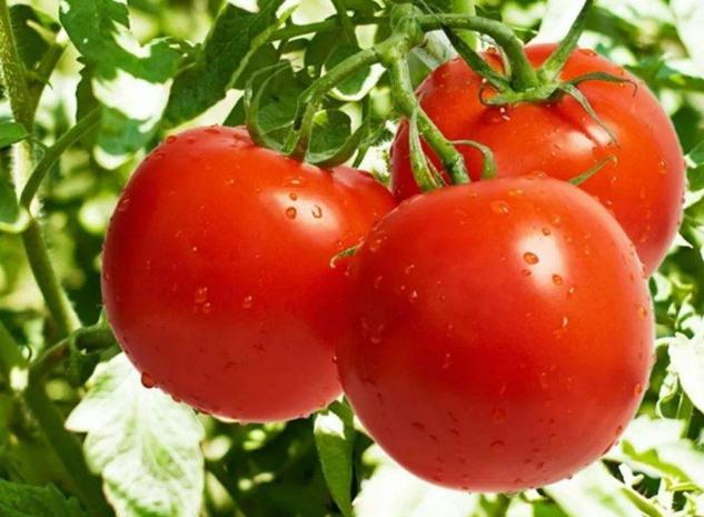 富硒西红柿的营养价值