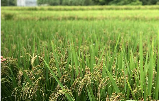 大学生村干部带领村民种植富硒水稻创业致富