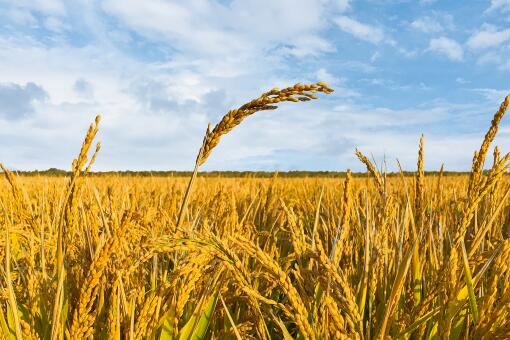 小麦富硒肥怎么用?小麦专用硒肥的使用方法